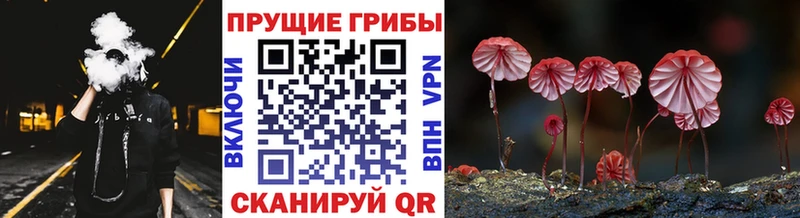 Галлюциногенные грибы Cubensis  Купить  Бирюч 